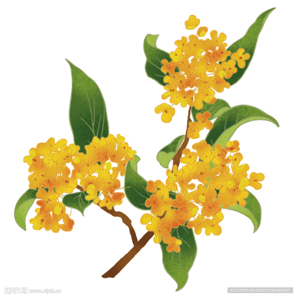 金秋桂花素材