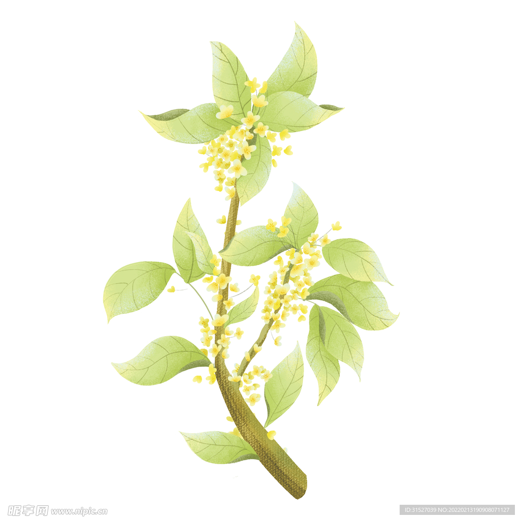 手绘桂花素材