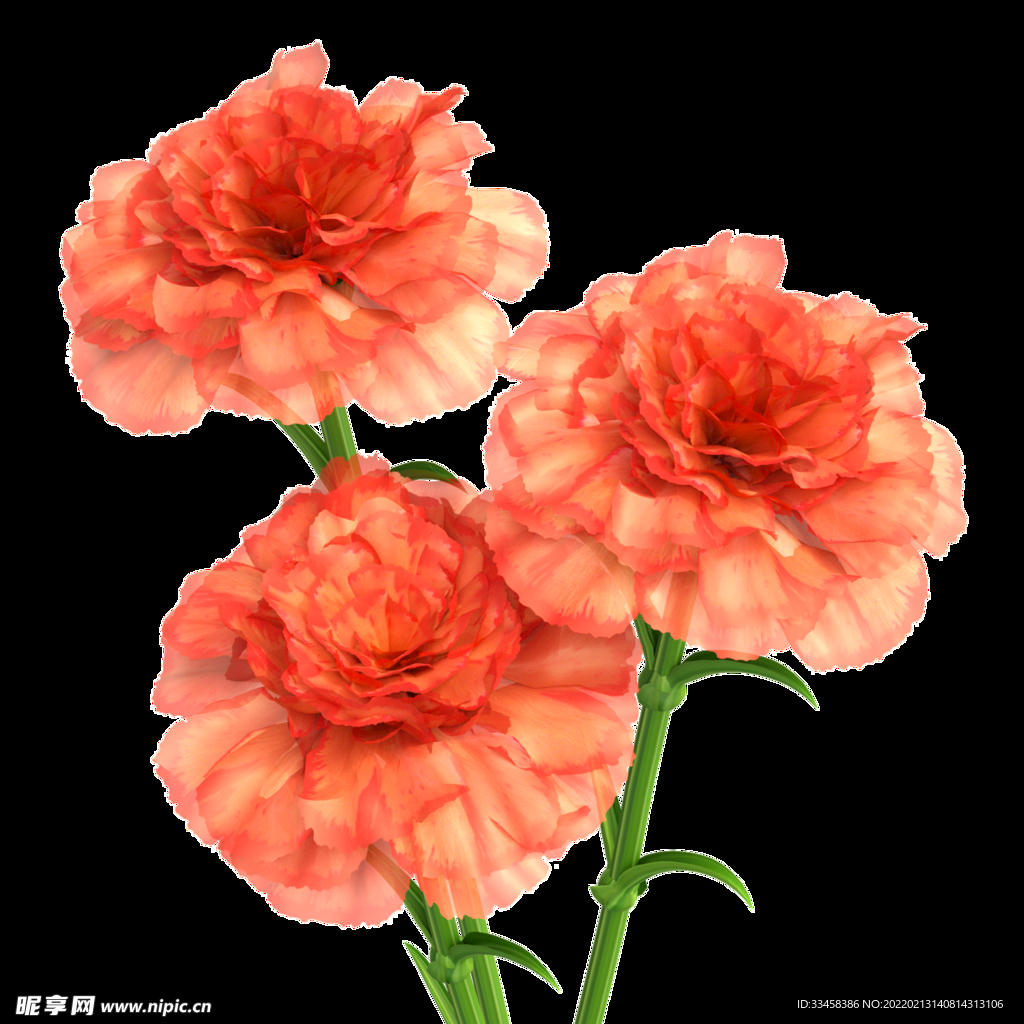 春季春天四季鲜花康乃馨母亲节