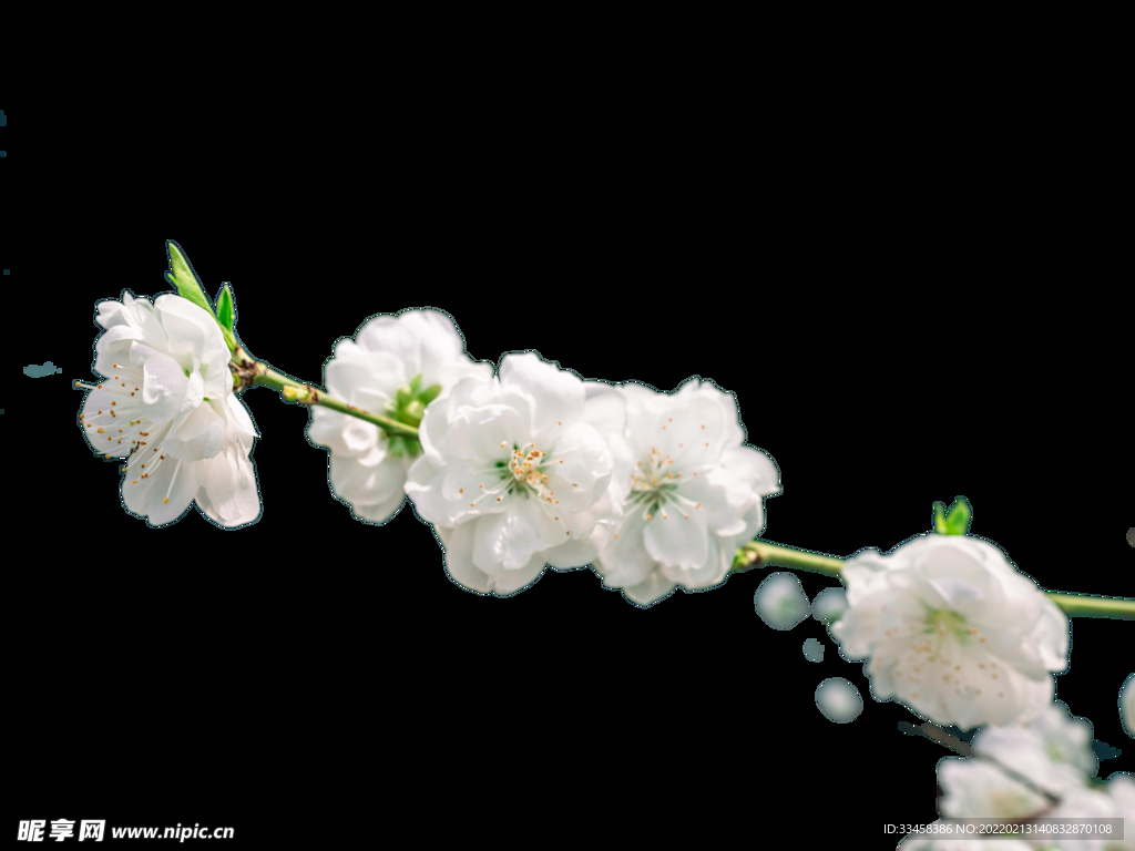 春天植物樱花枝