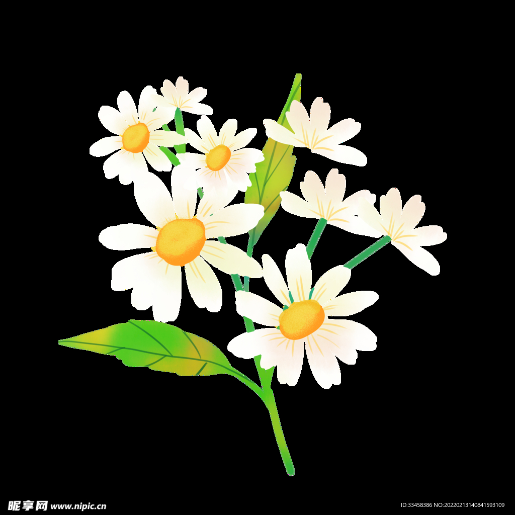 春天春季植物雏菊花朵小花