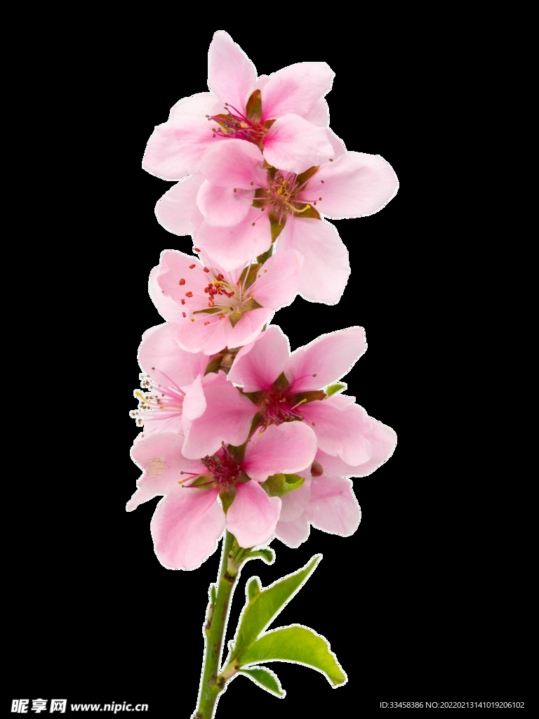 春天桃花枝