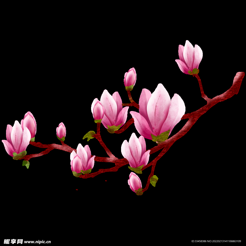 红玉兰花枝