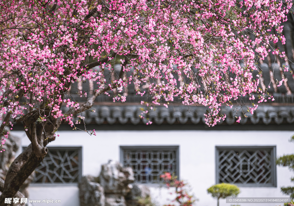 南京春天莫愁湖公园的海棠花
