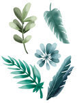 插画植物小清新大叶子春天