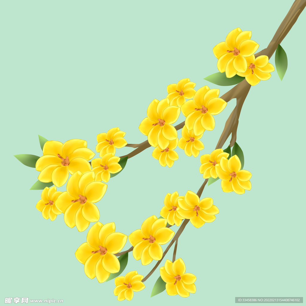 春天植物迎春花