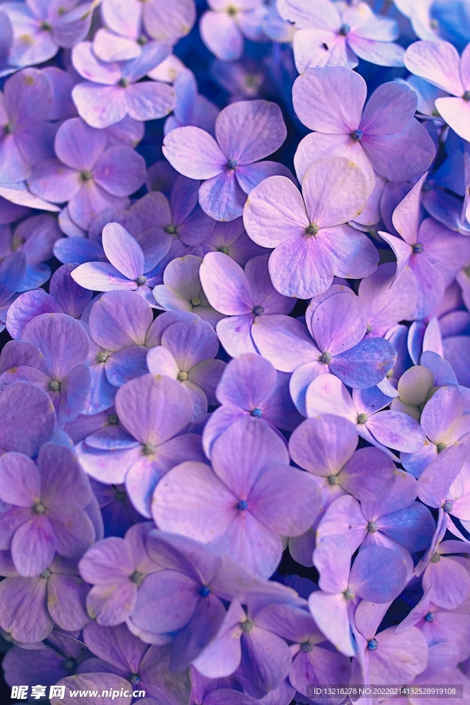 蓝紫色绣球花 