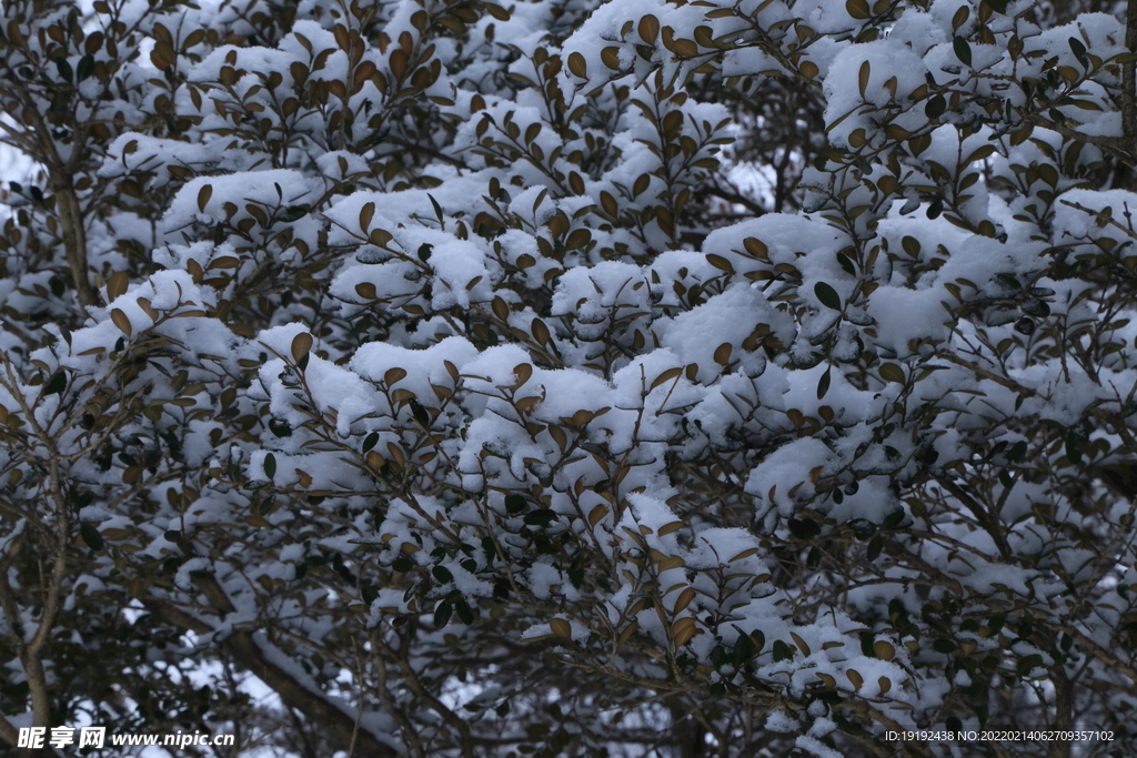 雪景 