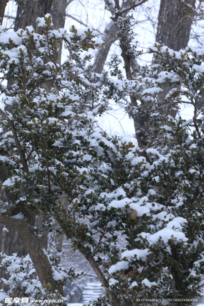 雪景 