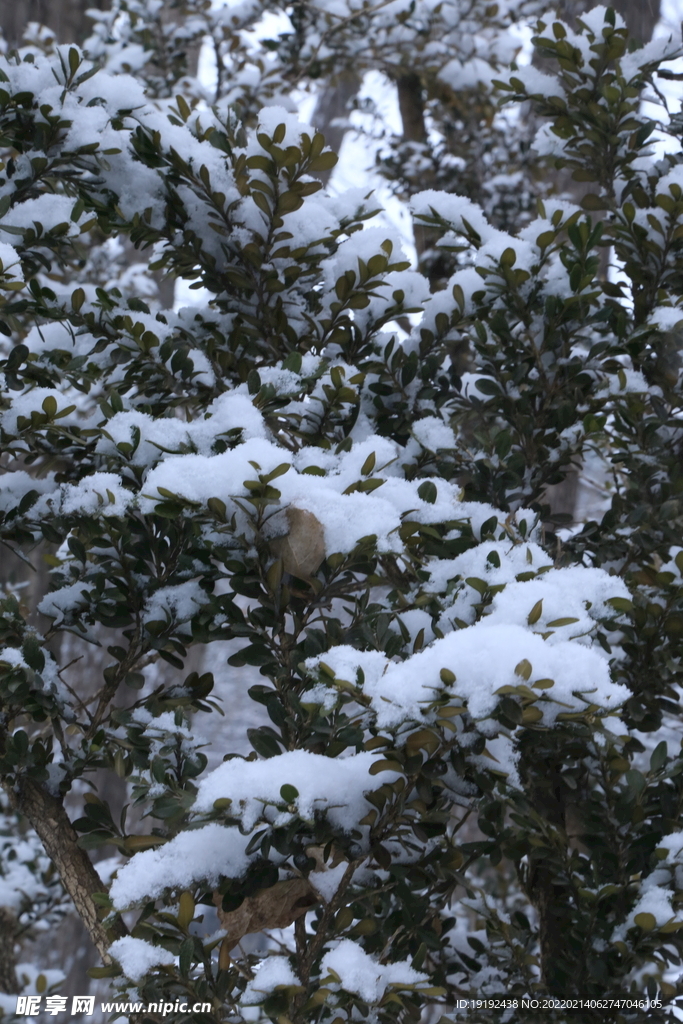 雪景