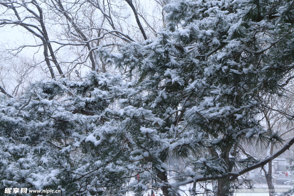 雪景
