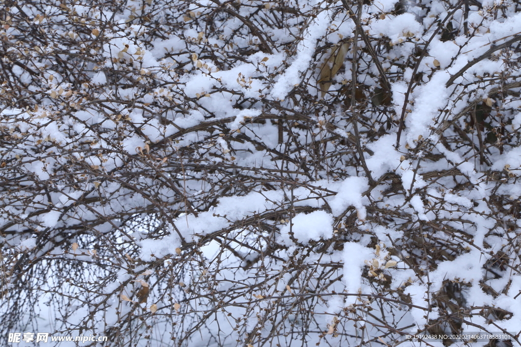 雪景 