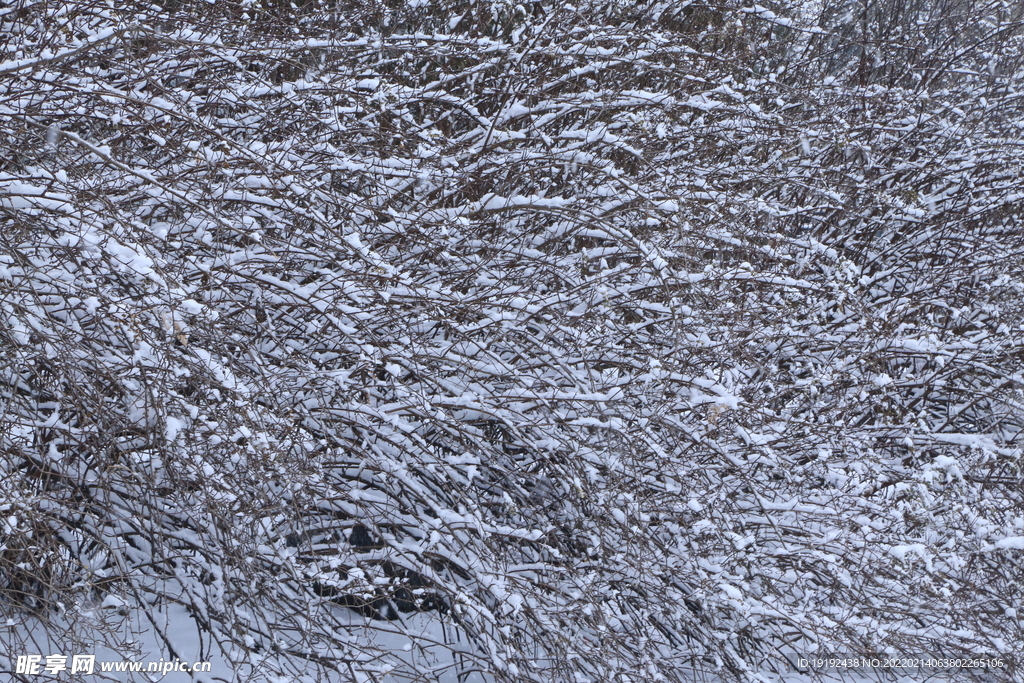 雪景