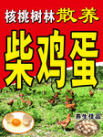 核桃树林散养柴鸡蛋