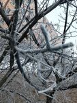 霜下的枝杈