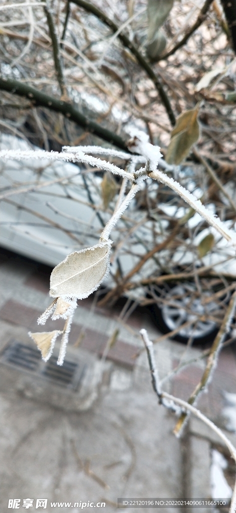 霜降的叶