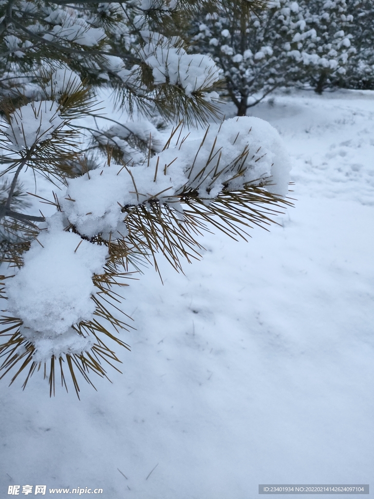 北方松针上的雪