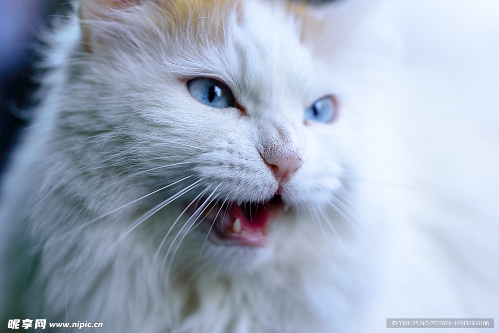 宠物猫特写 