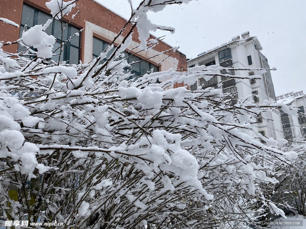 树枝   雪   