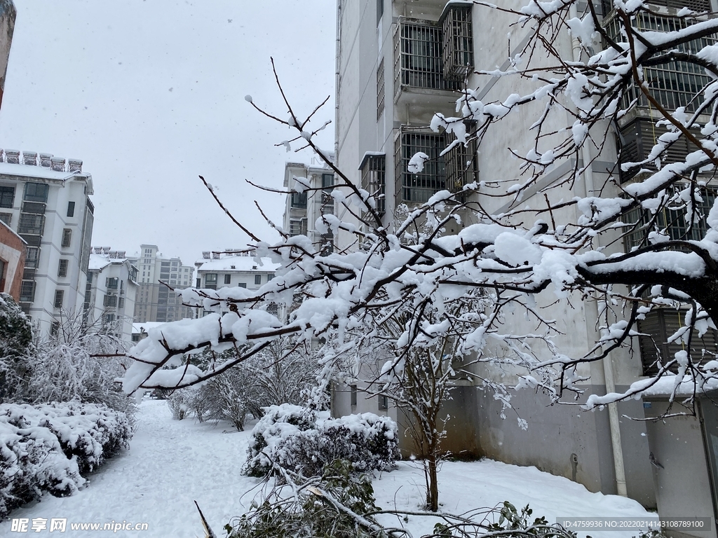 树枝   雪   