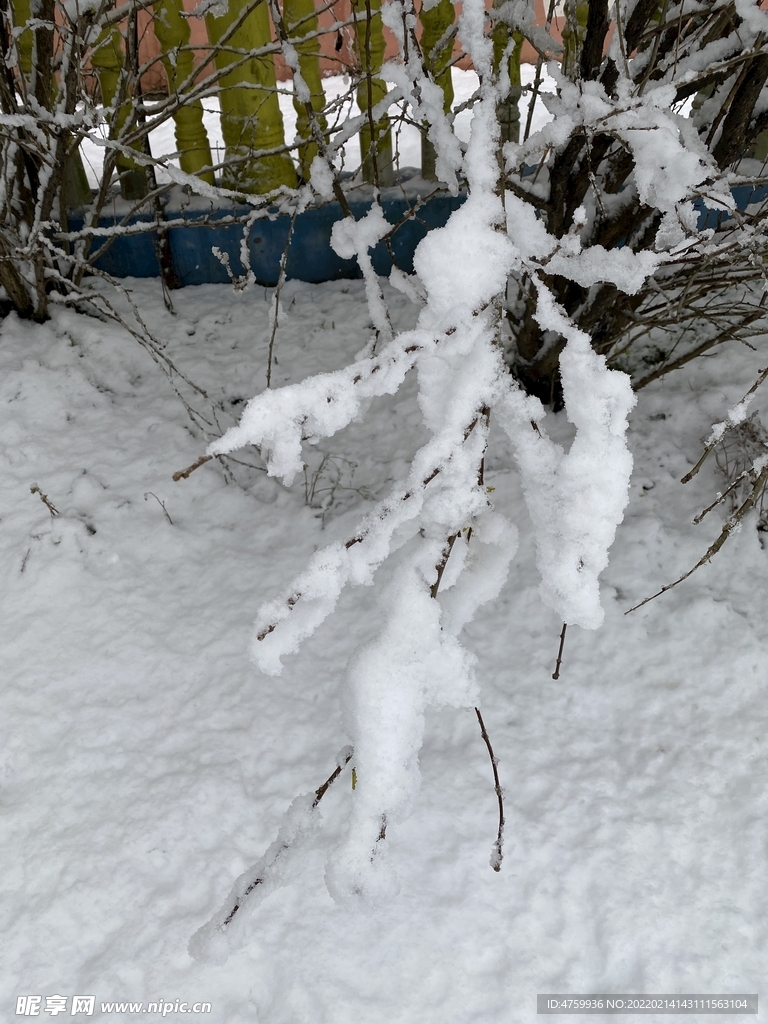 树枝   雪 