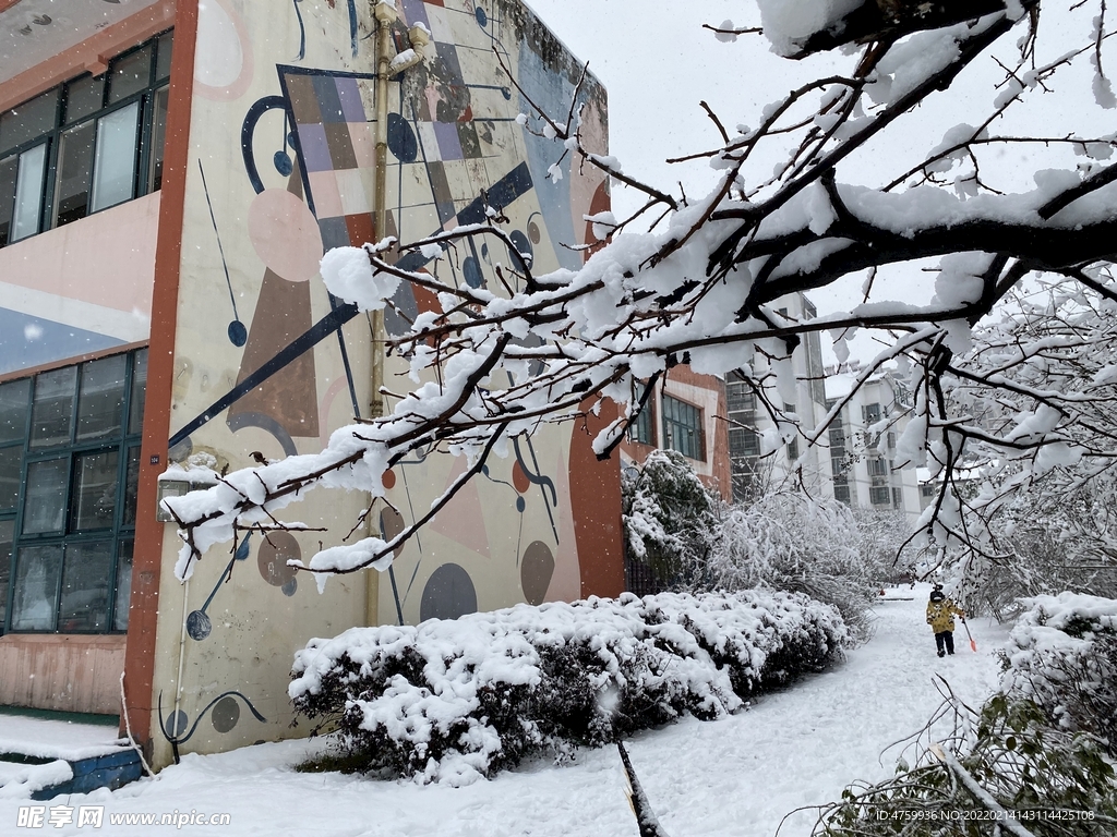 树枝   雪   