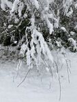   雪  树枝