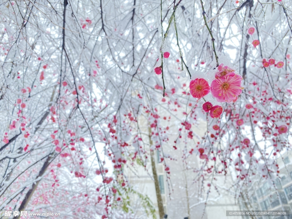 梅花   雪