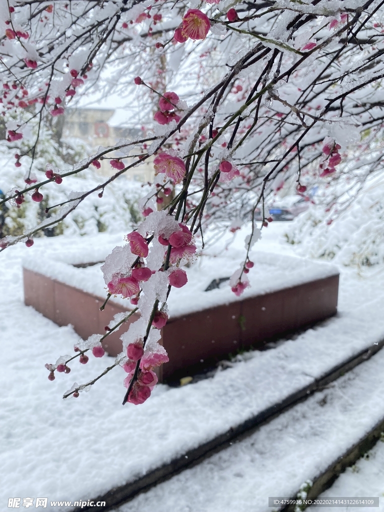 梅花   雪   