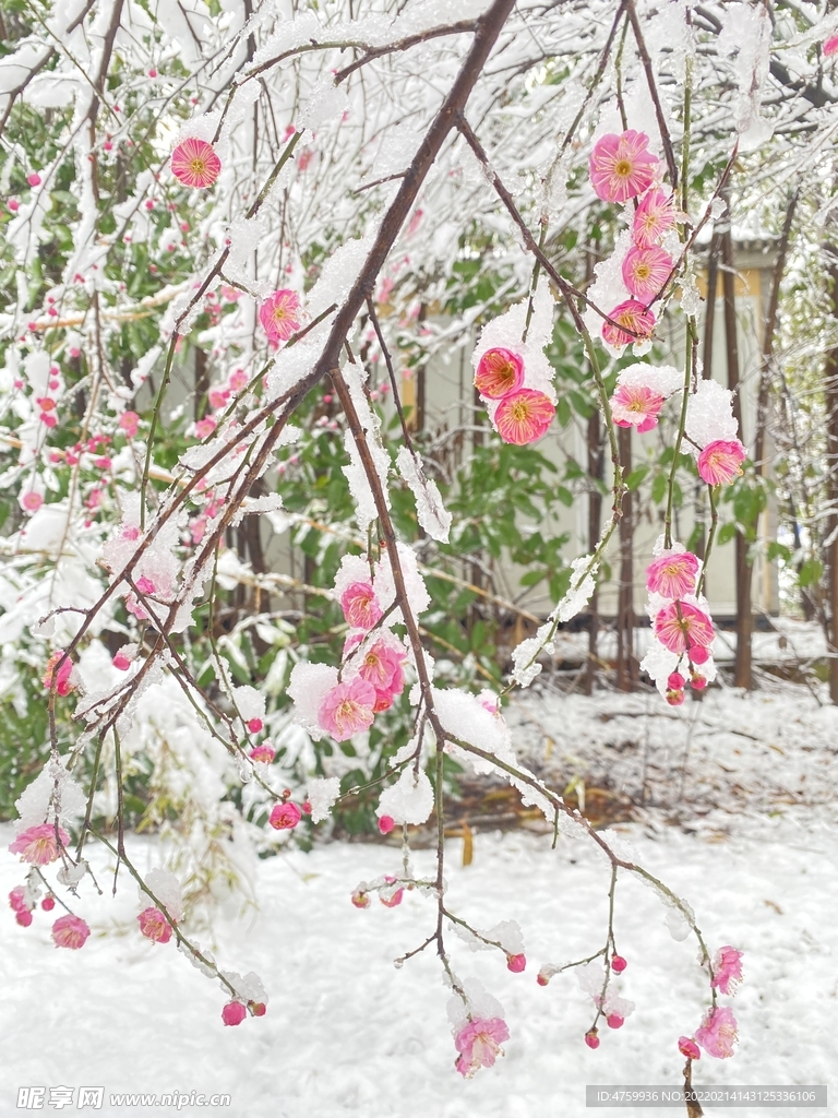 梅花   雪   