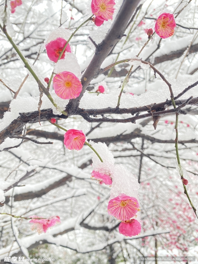 梅花   雪   