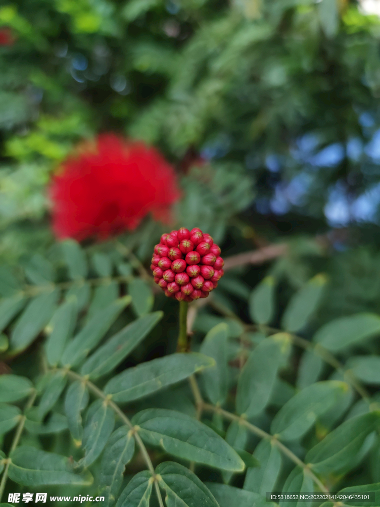 朱缨花苞