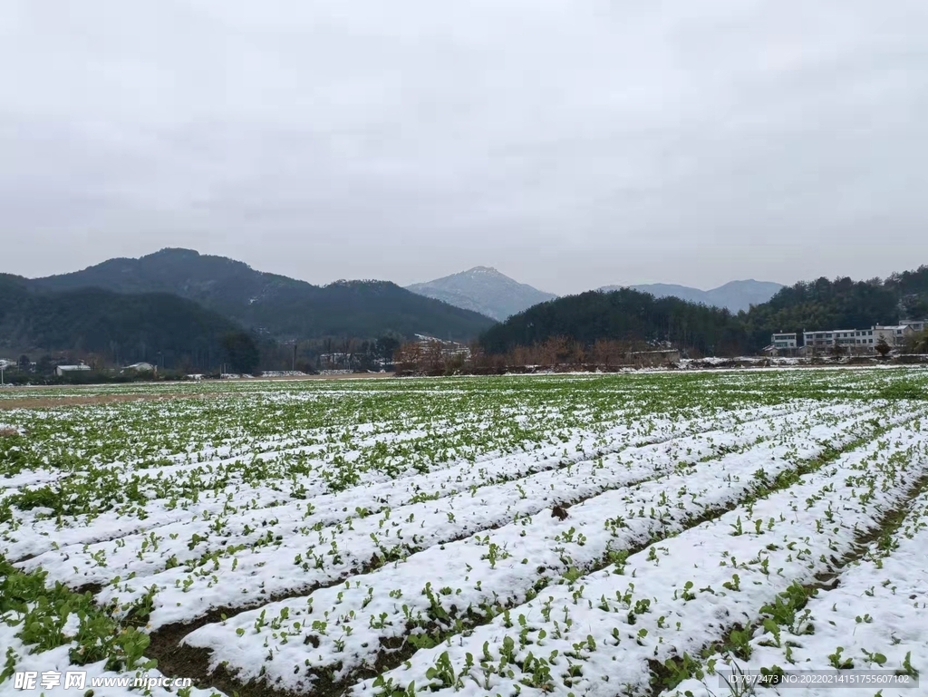 田野雪景