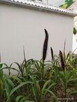 毛茸茸