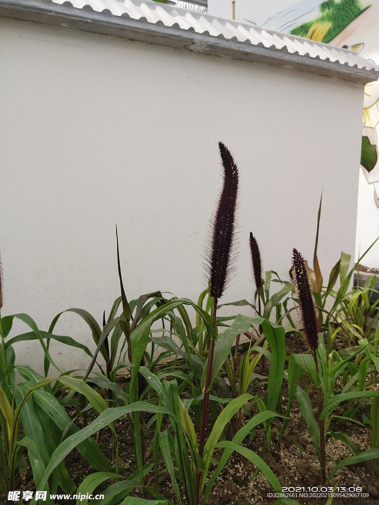 毛茸茸