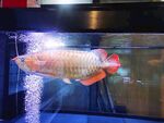 金龙鱼  水族馆