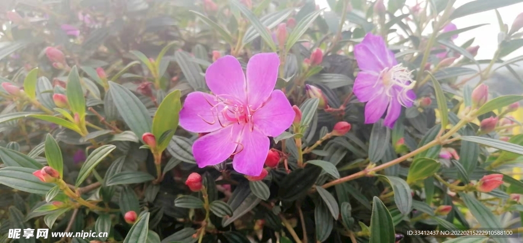 花朵