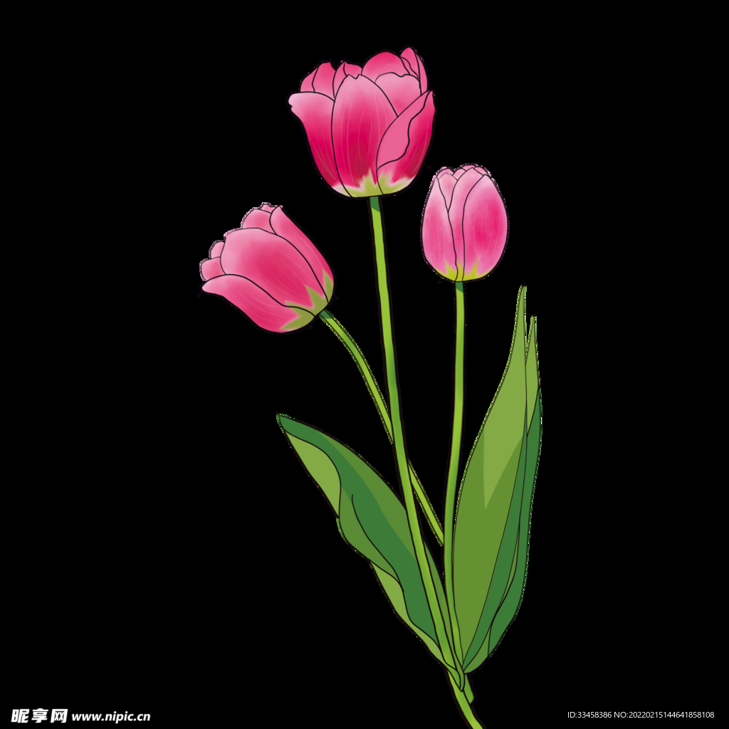 手绘粉色郁金香花朵