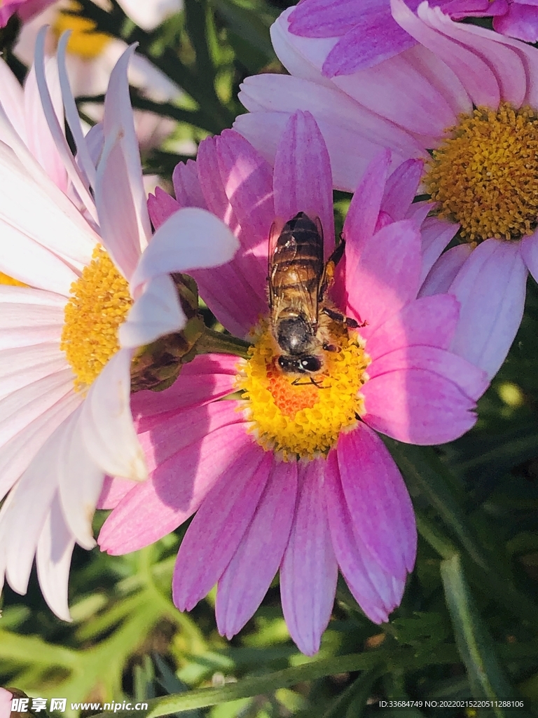 花与蜂 鲜花 粉色花朵图片