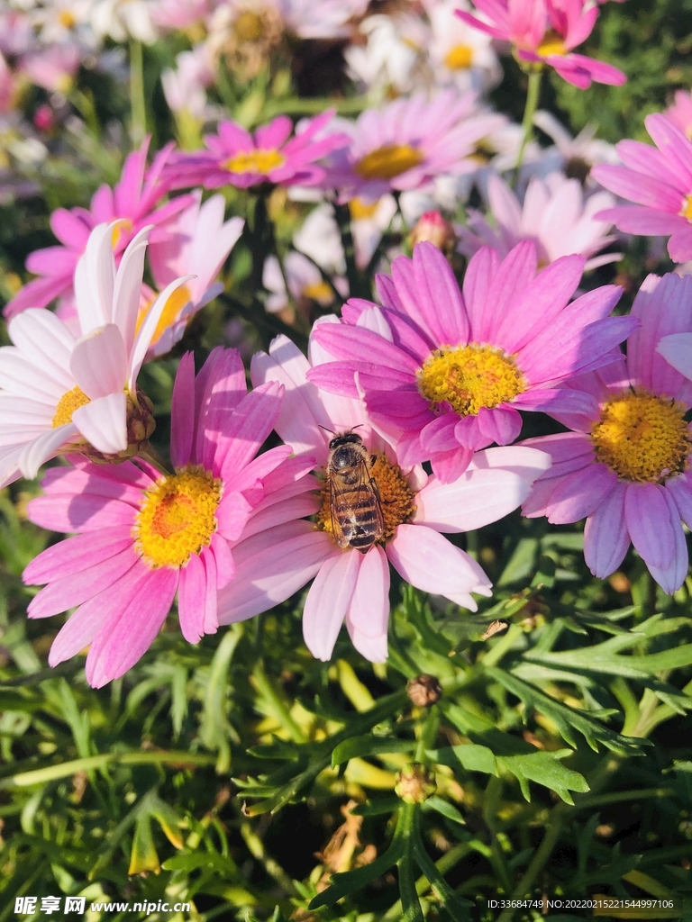 花与蜜蜂 鲜花图片素材