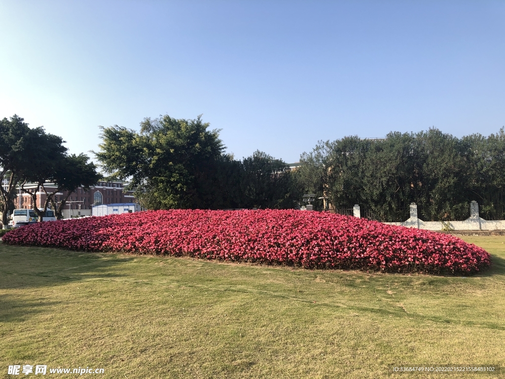 公园里的花丛中 鲜花图片 素材