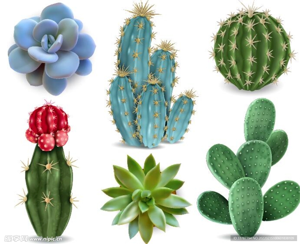 插画 植物 
