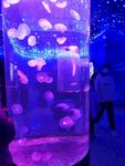 水母