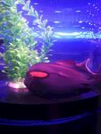 海洋生物