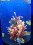 海洋生物