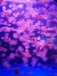 水母