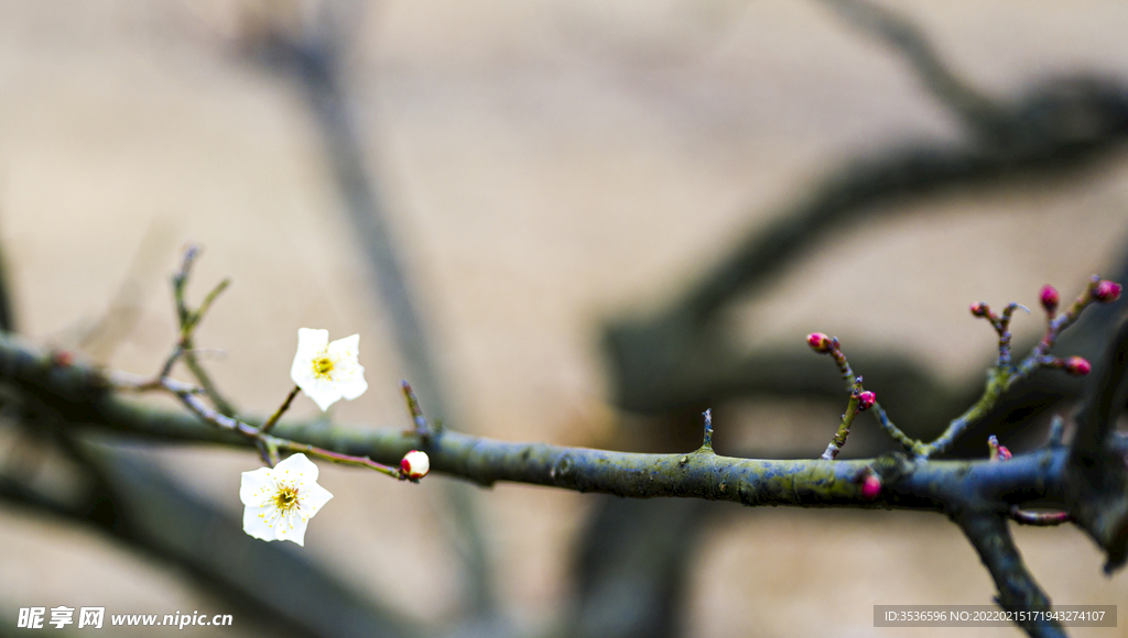 梅花树