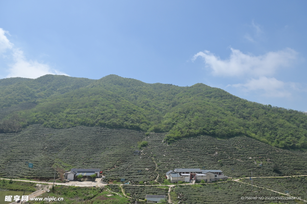 茶山