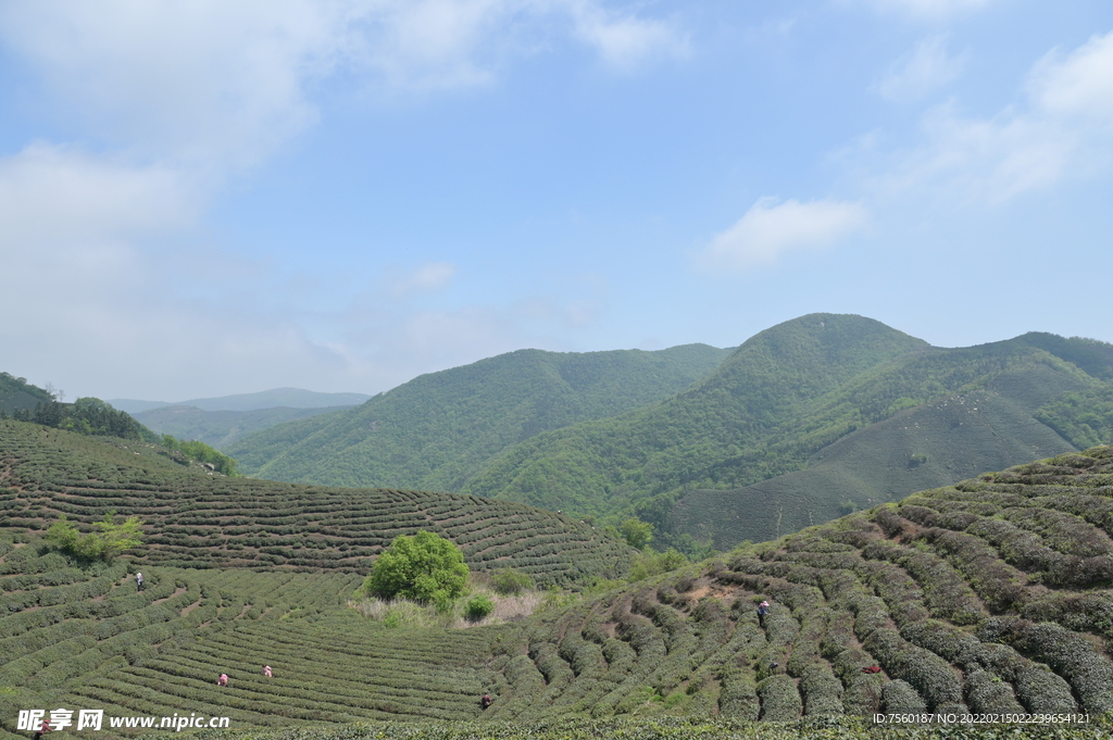 茶山