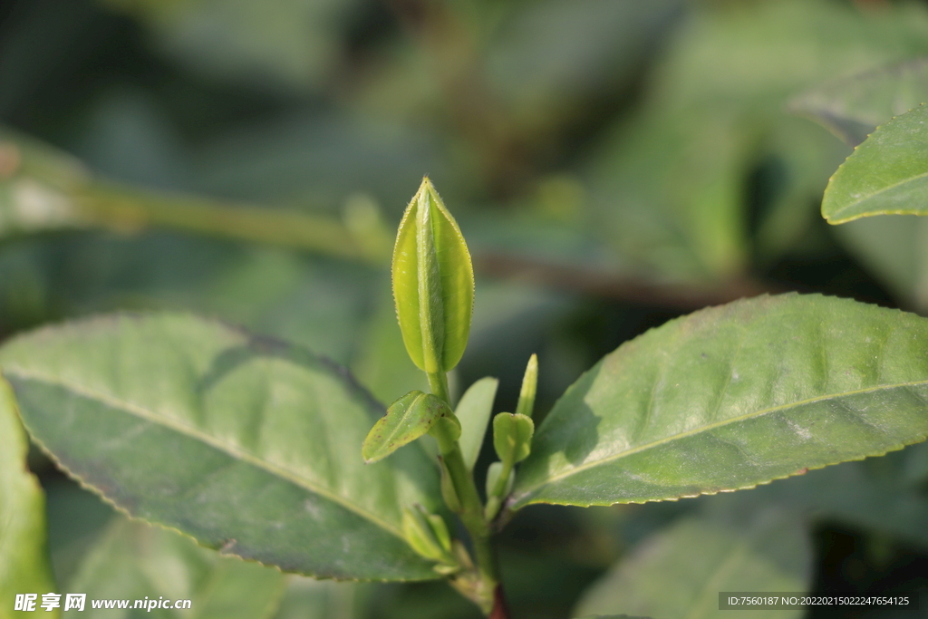 茶